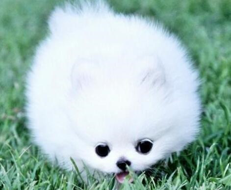 博美犬洗澡应注意什么,买博美犬要注意什么事项