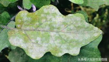 茄子的种植和管理及病虫害的防治,茄子蚜虫