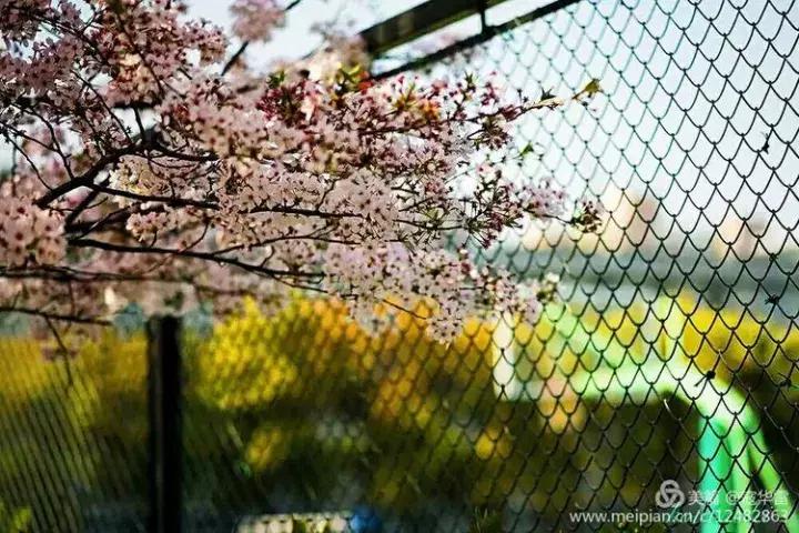 中国天然氧吧为什么是永寿,永寿槐林氧吧