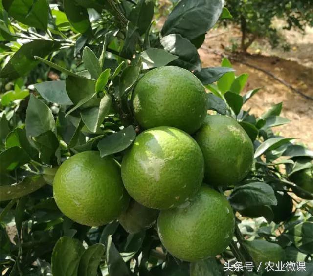 大雪—冬至：补钙预防霜冻果，补硼锌促进花芽分