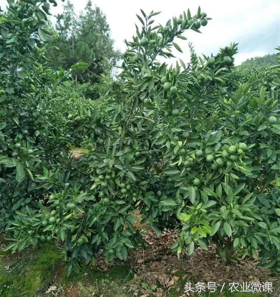 大雪—冬至：补钙预防霜冻果，补硼锌促进花芽分