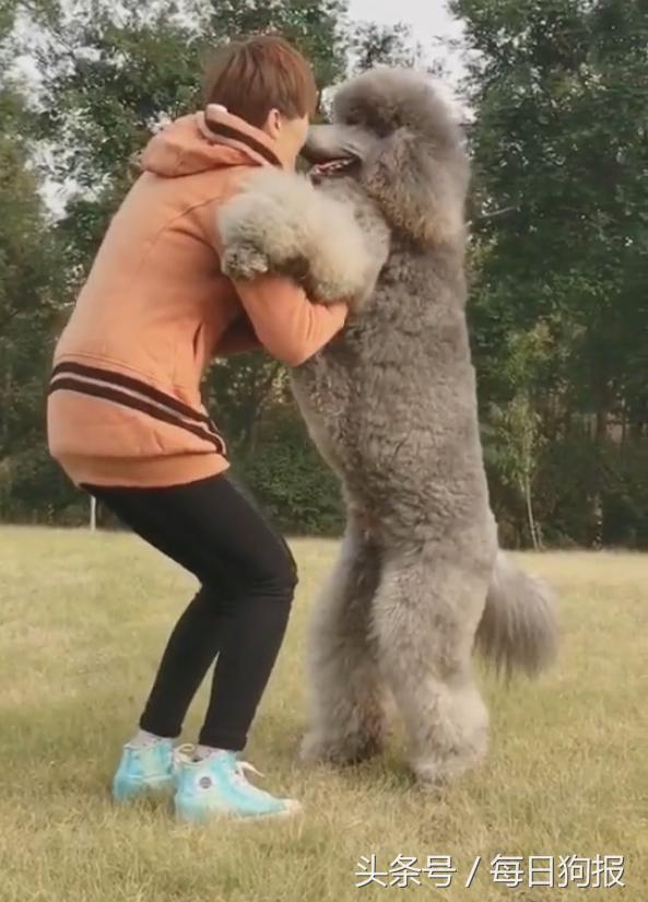 巨型泰迪排队抱主人腿,一米七高的巨型泰迪