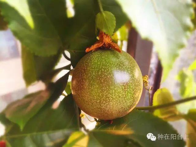 如何用各种水果的种子种植水果苗,水果种植技术水果苗