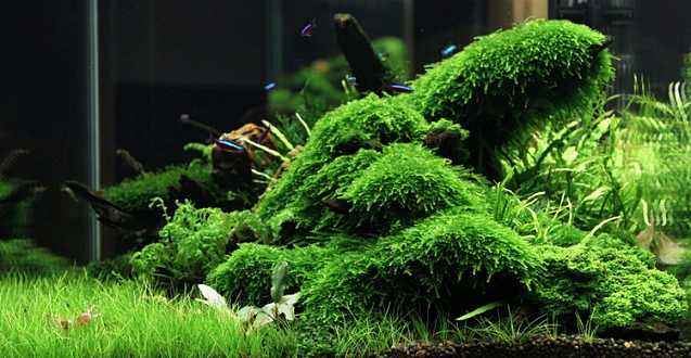 鱼缸里已经有水怎么种植水草种子,鱼缸造景的草怎么能养好