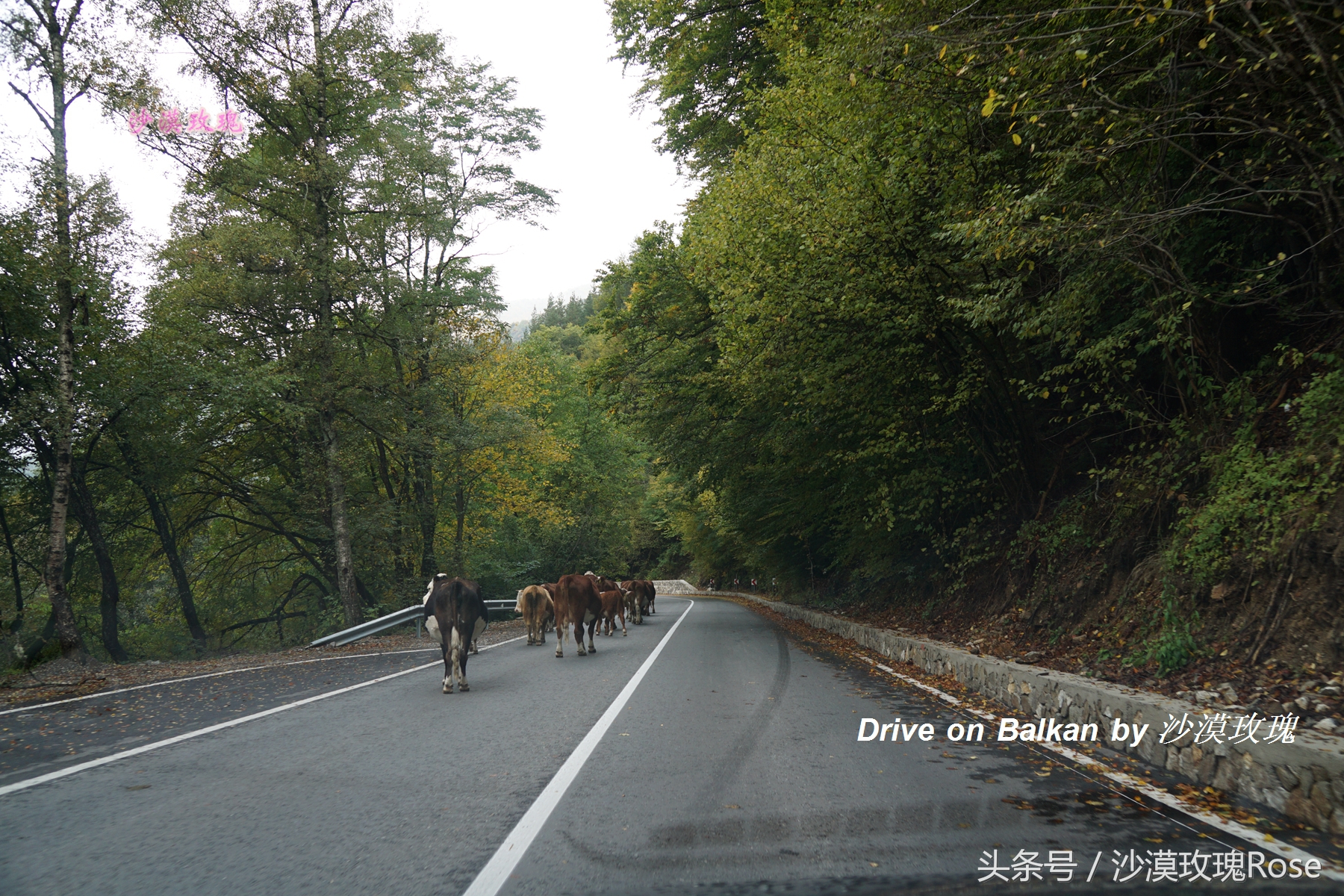 塞尔维亚和波黑对华免签！自驾巴尔干有哪些要注意的？