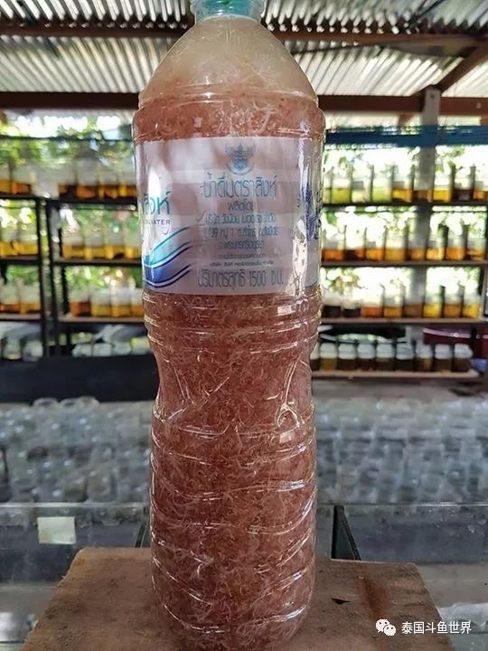 泰国斗鱼两日游攻略,泰国顶级斗鱼渔场两日游