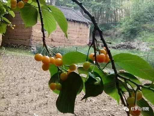 王金梁:外婆家纪事