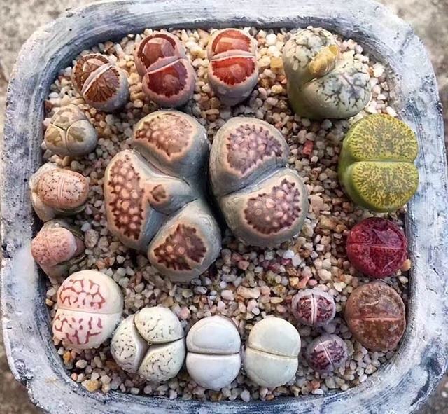 教你怎么养殖非常可爱的生石花，养生石花需要注意什么