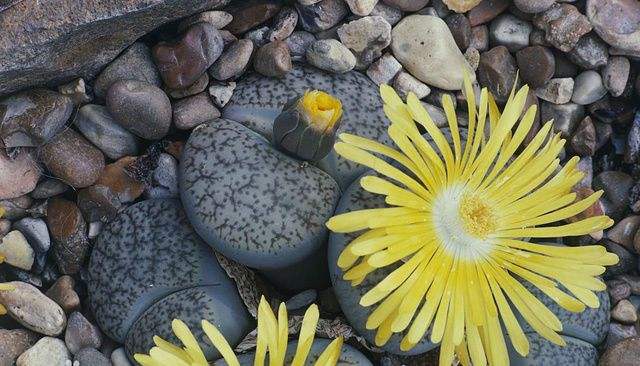 教你怎么养殖非常可爱的生石花，养生石花需要注意什么