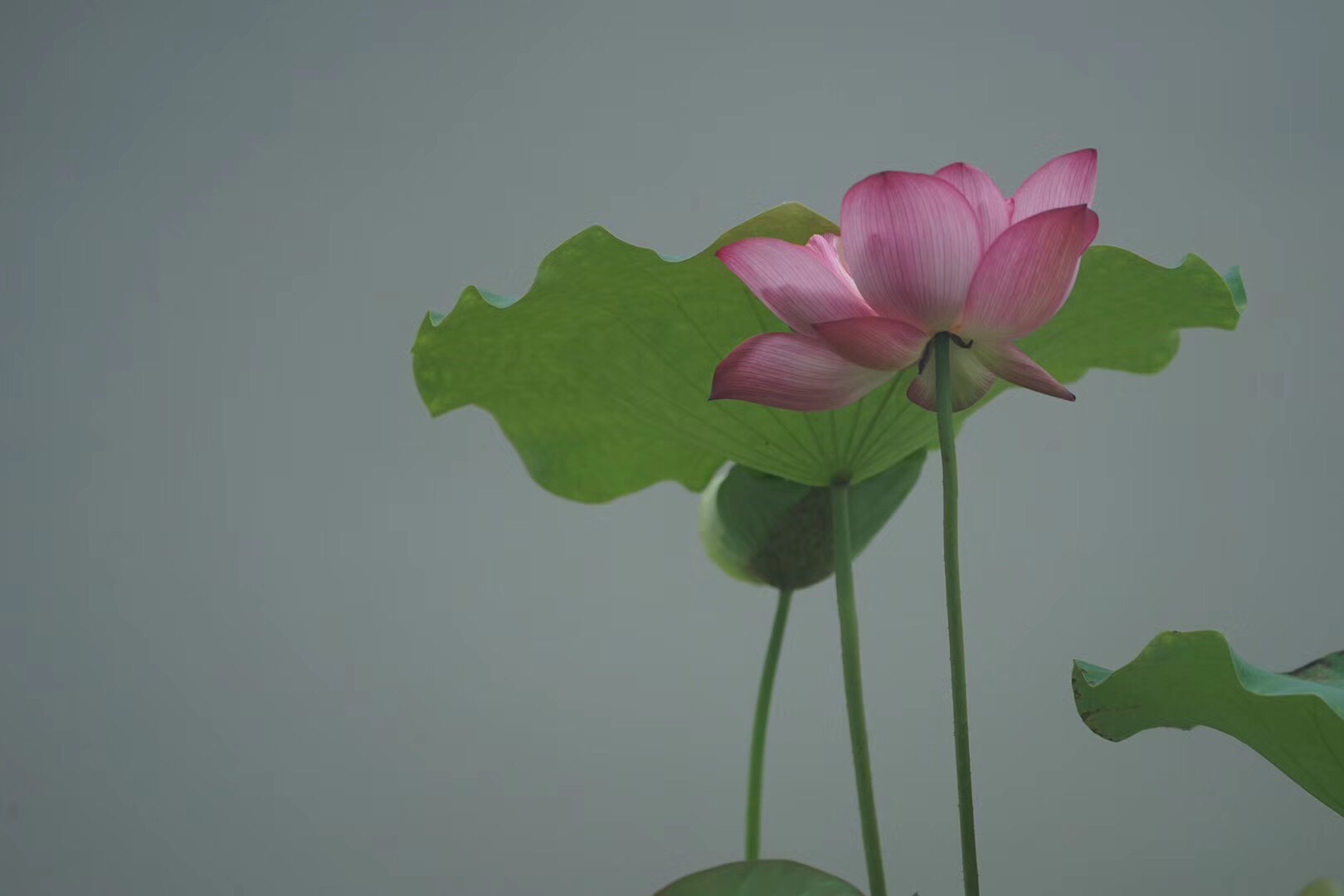 这是，浙师！双龙学者王辉教授眼中的师大，美不胜收！