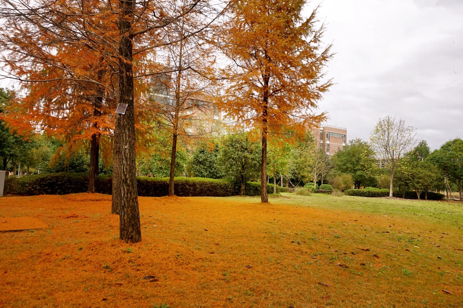 这是，浙师！双龙学者王辉教授眼中的师大，美不胜收！