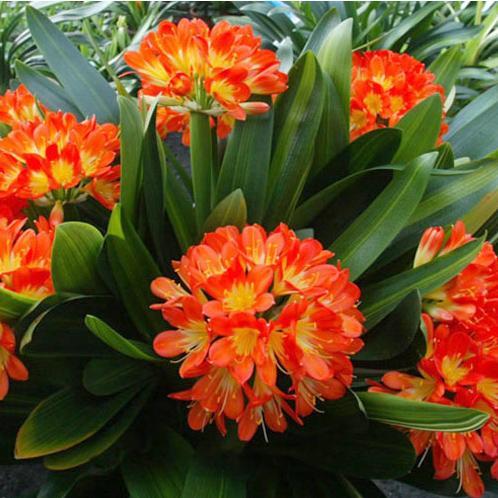 君子兰盆栽多久浇水最好,花卉君子兰浇水方法图