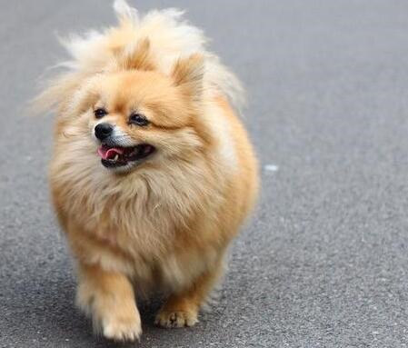 博美犬洗澡应注意什么,买博美犬要注意什么事项