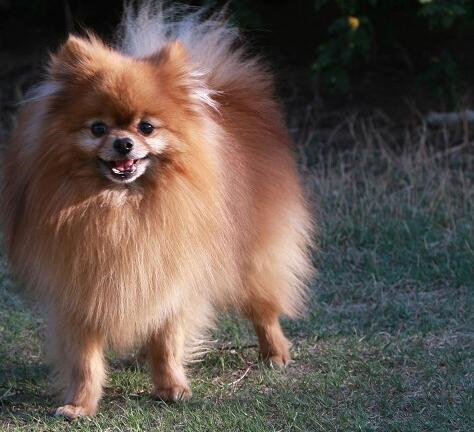 博美犬洗澡应注意什么,买博美犬要注意什么事项