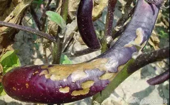 茄子的种植和管理及病虫害的防治,茄子蚜虫