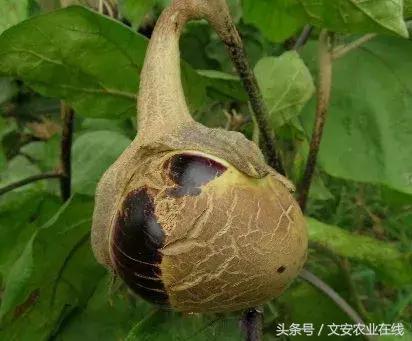 茄子的种植和管理及病虫害的防治,茄子蚜虫