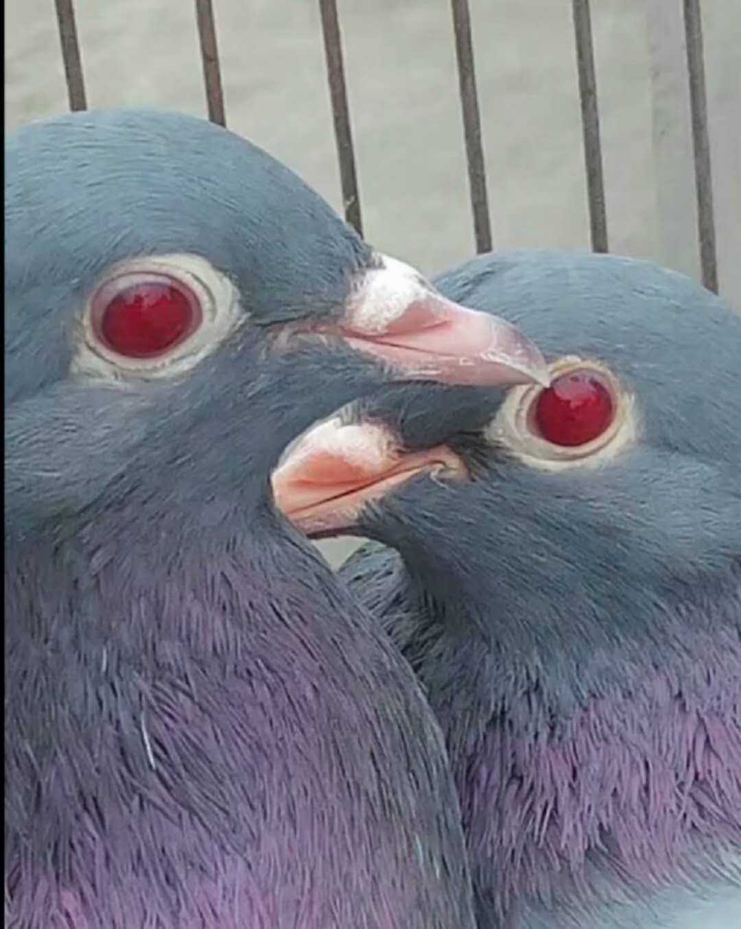 信鸽怎么出好幼鸽,鸽子冬季可以繁殖吗