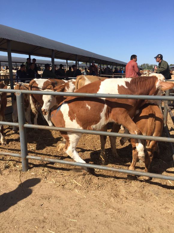 目前国内最大的牛羊交易市场,全国各大牛羊交易市场