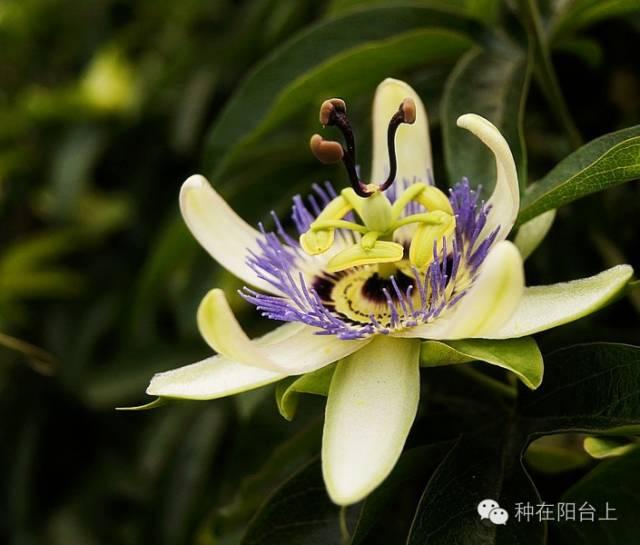 如何用各种水果的种子种植水果苗,水果种植技术水果苗