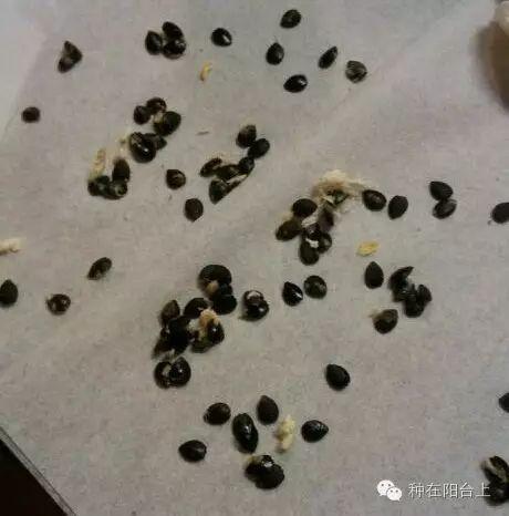 如何用各种水果的种子种植水果苗,水果种植技术水果苗