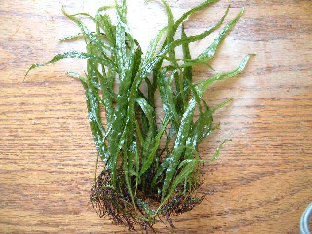 鱼缸里已经有水怎么种植水草种子,鱼缸造景的草怎么能养好