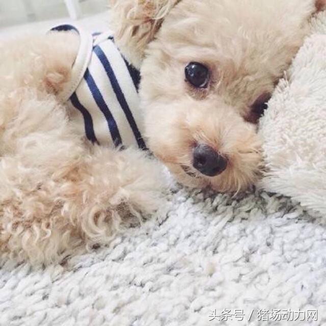 国内的兽医学国外可以留学吗,美国学兽医需要什么条件