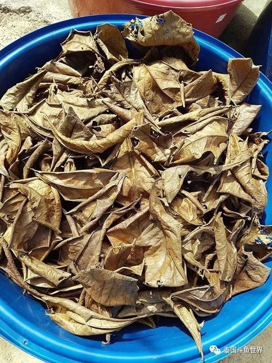 泰国斗鱼两日游攻略,泰国顶级斗鱼渔场两日游