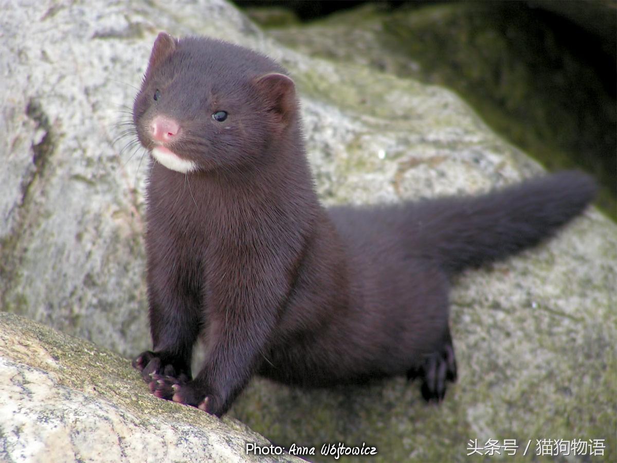 宠物貂饲养视频大全教程,宠物貂饲养的注意事项