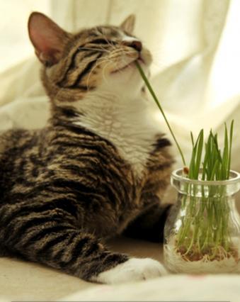 喵星人不吃麦片,猫咪化毛膏也不吃猫草