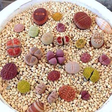 教你怎么养殖非常可爱的生石花，养生石花需要注意什么