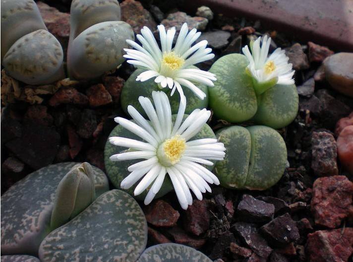 教你怎么养殖非常可爱的生石花，养生石花需要注意什么