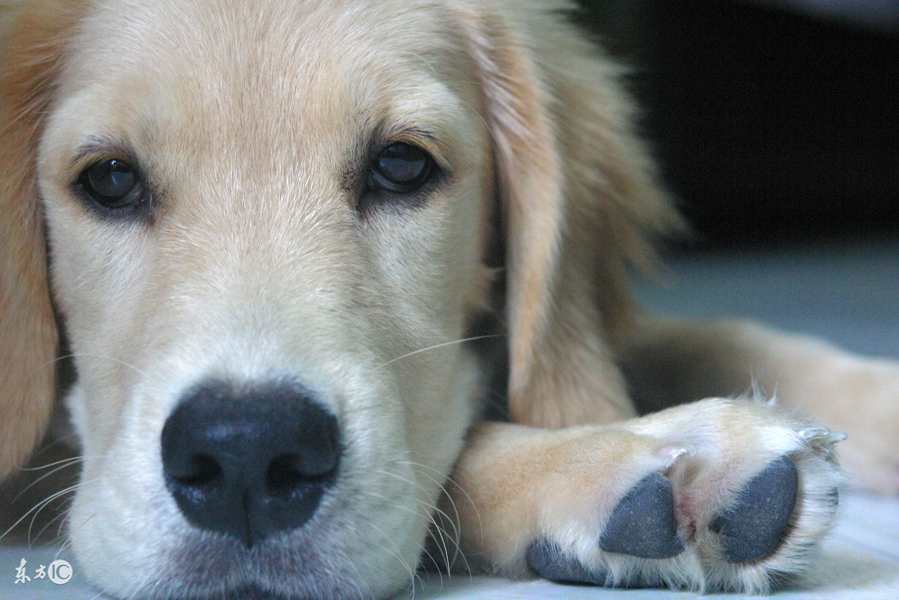 狗狗得了细小和冠状怎么治疗,利巴韦林可以治疗狗狗细小吗