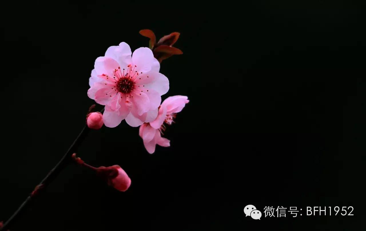 季节性过敏性结膜炎科普,过敏性结膜炎科普