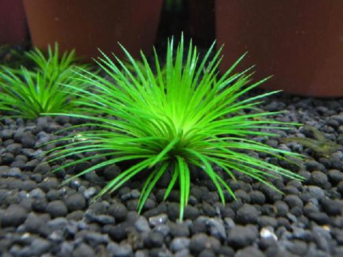 鱼缸里已经有水怎么种植水草种子,鱼缸造景的草怎么能养好