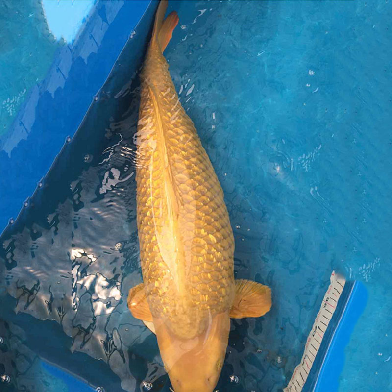 锦鲤的肢体语言分析,锦鲤的行为语言