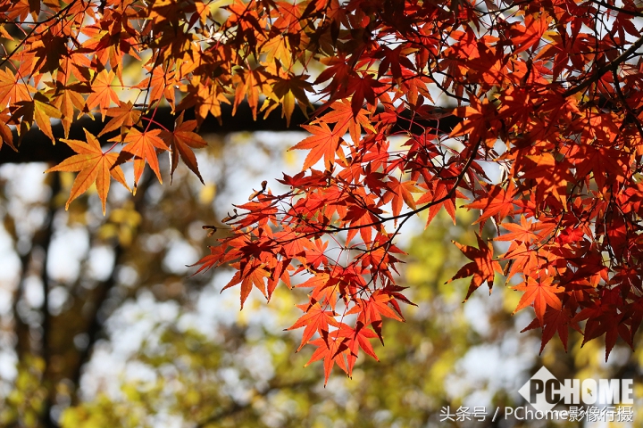 值得入手的数码相机平价佳能,佳能相机测评今年