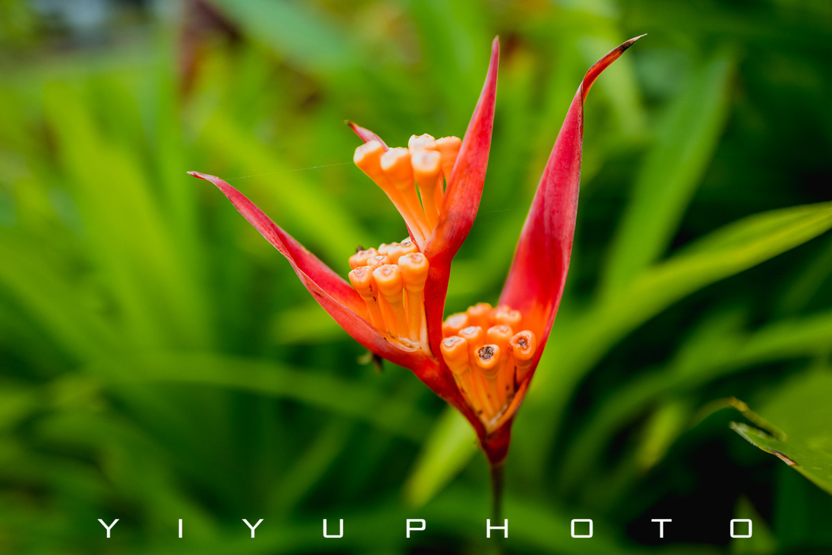 悠游一夏，马来西亚——六日自由行攻略