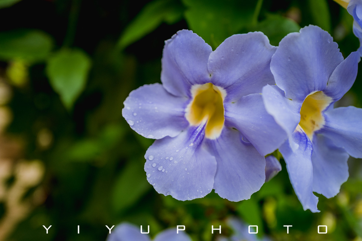 悠游一夏，马来西亚——六日自由行攻略