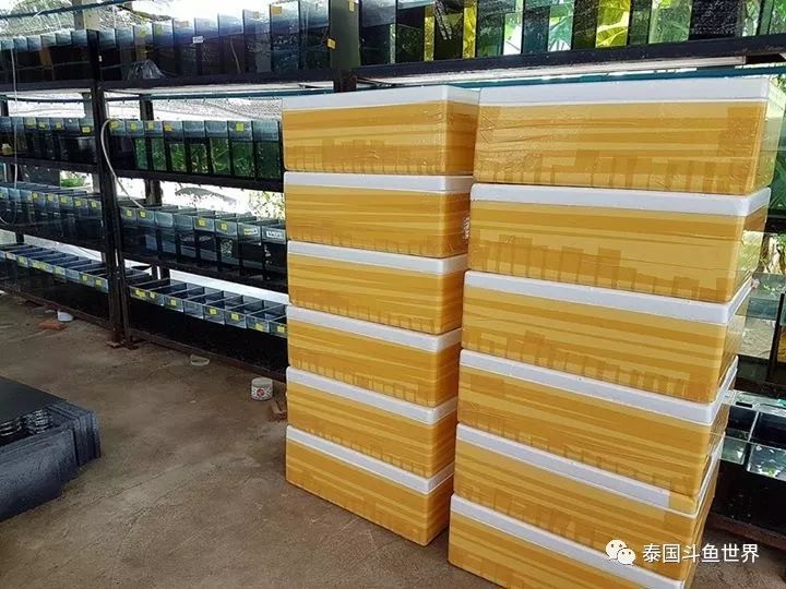 泰国斗鱼两日游攻略,泰国顶级斗鱼渔场两日游