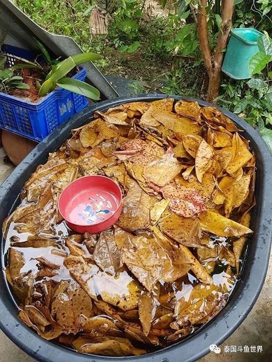 泰国斗鱼两日游攻略,泰国顶级斗鱼渔场两日游