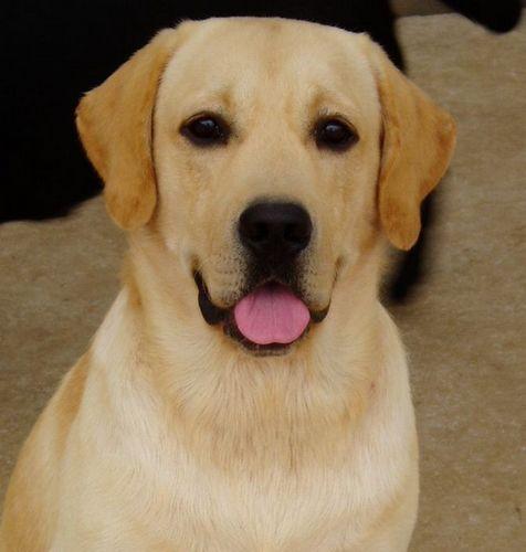 世界上智商最高的狗狗排名榜,智商最高的狗狗排名第一名