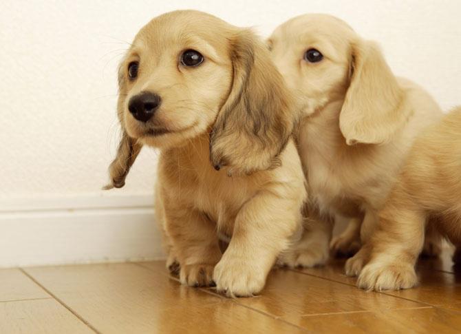 世界上智商最高的狗狗排名榜,智商最高的狗狗排名第一名