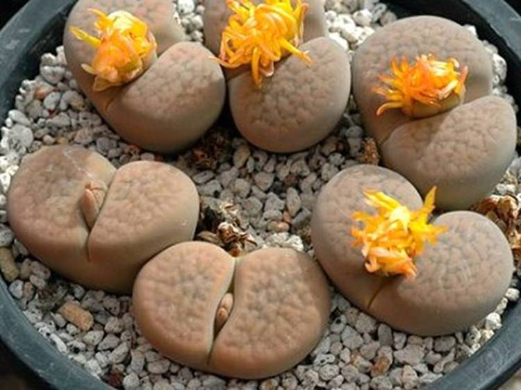 教你怎么养殖非常可爱的生石花，养生石花需要注意什么