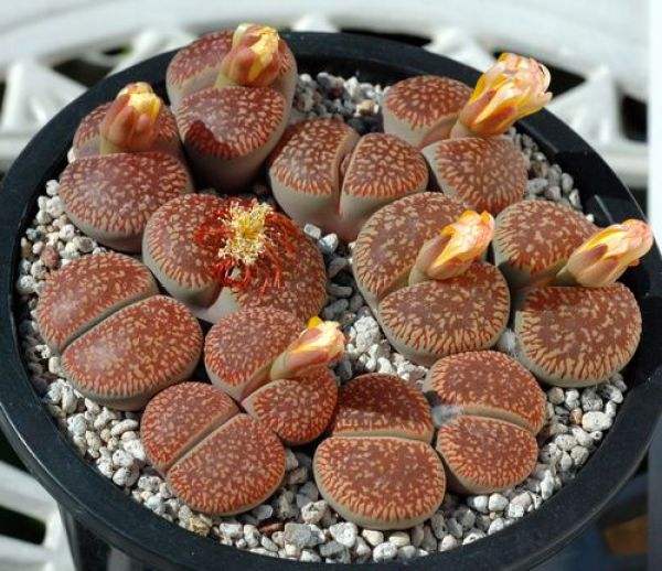 教你怎么养殖非常可爱的生石花，养生石花需要注意什么