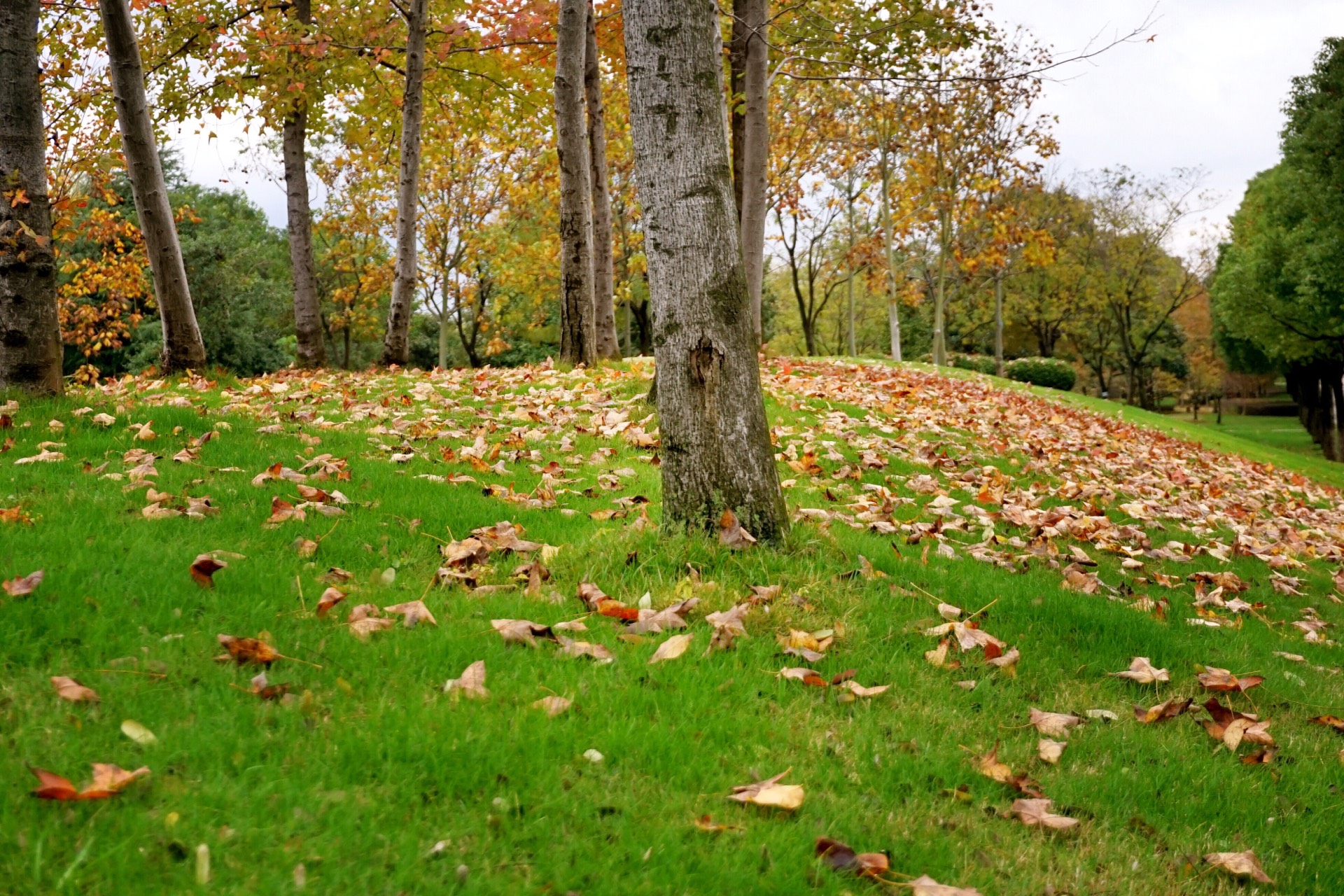 这是，浙师！双龙学者王辉教授眼中的师大，美不胜收！