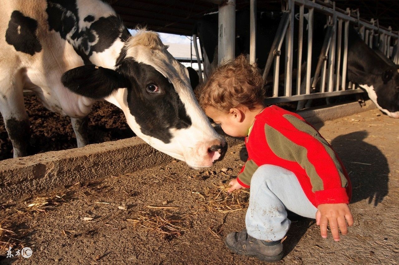 奶牛产道脱出的病因以及治疗措施！