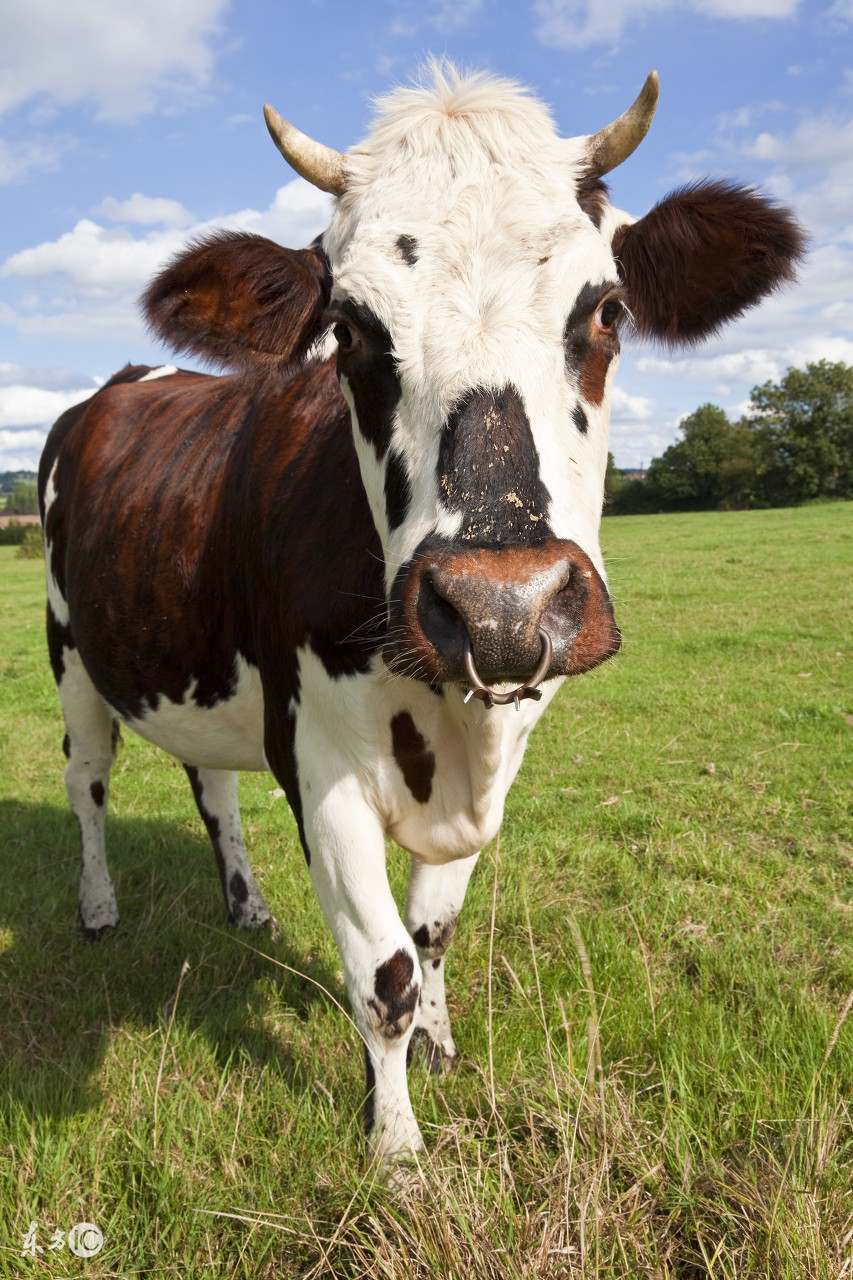 奶牛产道脱出的病因以及治疗措施!