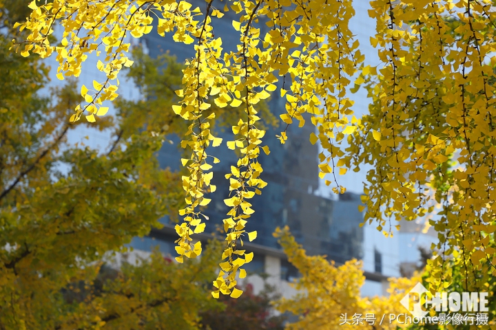 值得入手的数码相机平价佳能,佳能相机测评今年