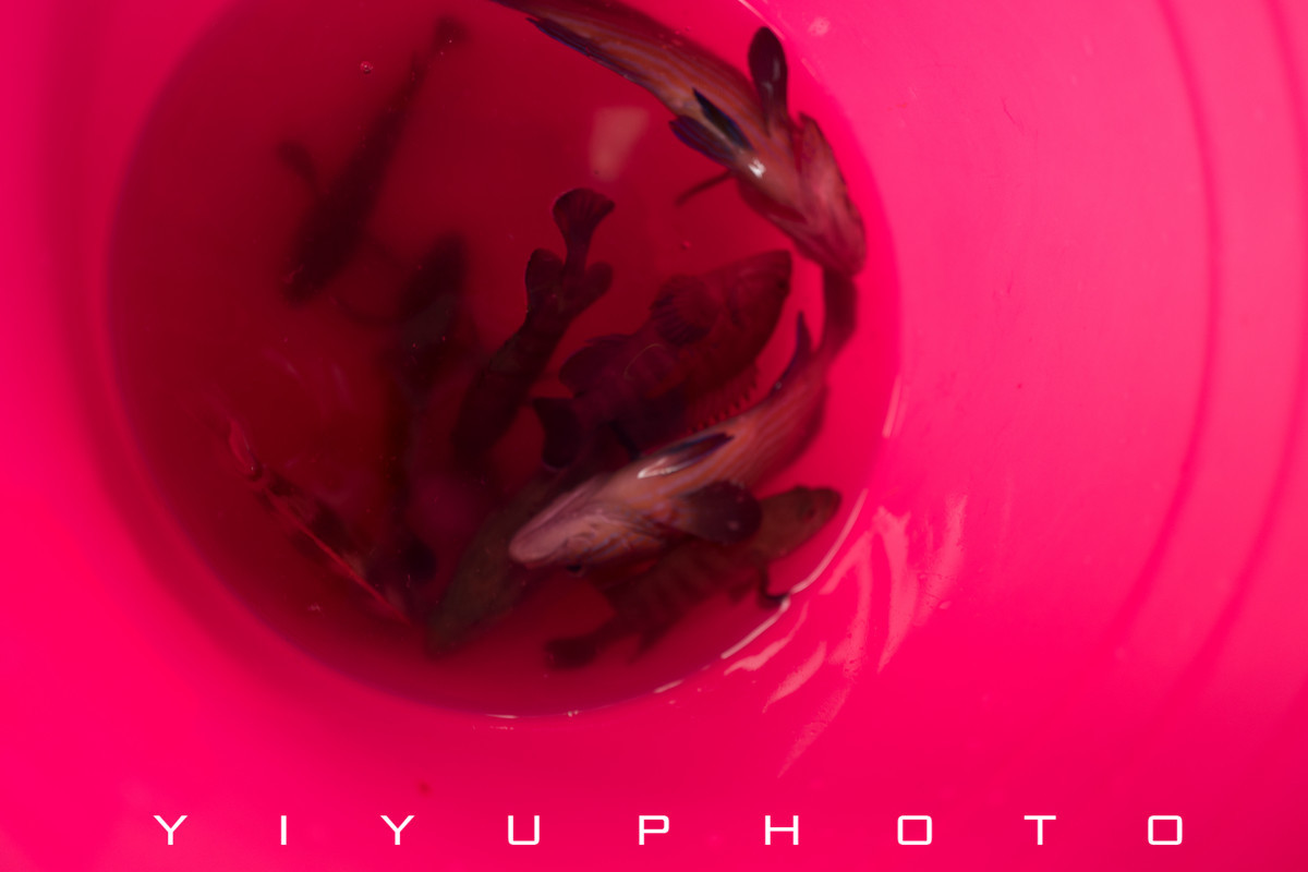 悠游一夏，马来西亚——六日自由行攻略