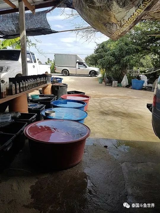 泰国斗鱼两日游攻略,泰国顶级斗鱼渔场两日游